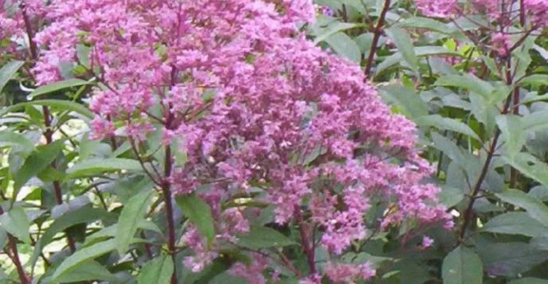 EUPATORIUM maculatum 'Riesenschirm' - Eupatoire