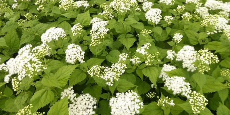 EUPATORIUM rugosum 'Braunlaub' - Eupatoire