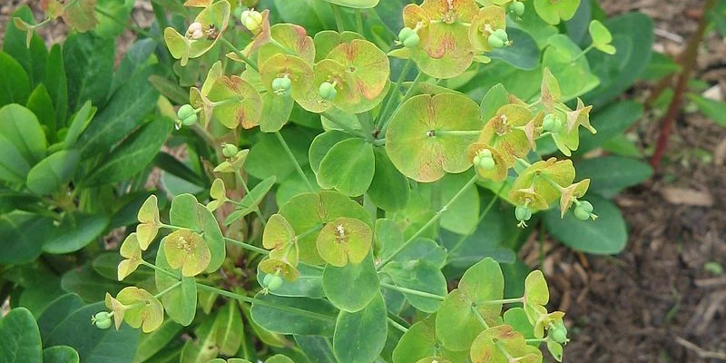 EUPHORBIA amygdaloides 'Robbiae' - Euphorbe des Bois