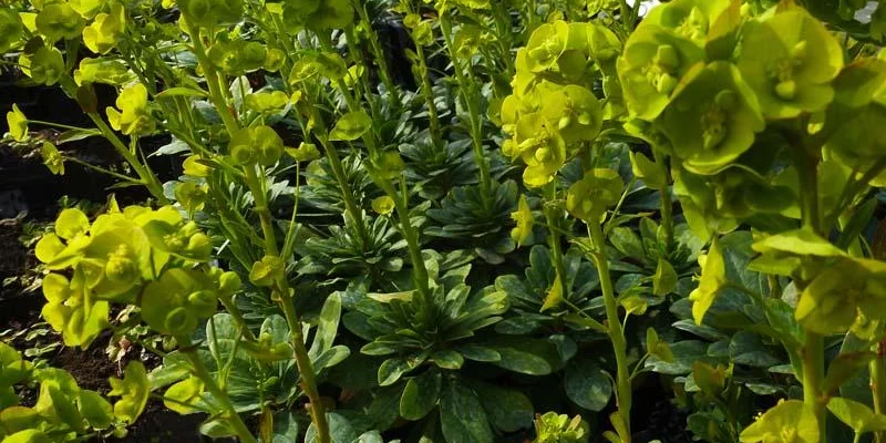 EUPHORBIA amygdaloides 'Robbiae' - Euphorbe des Bois