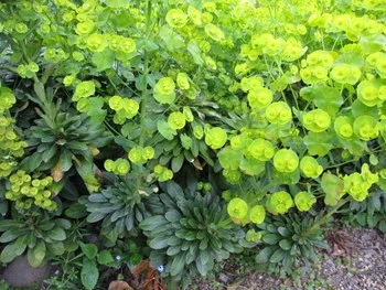 EUPHORBIA amygdaloides 'Robbiae' - Euphorbe des Bois