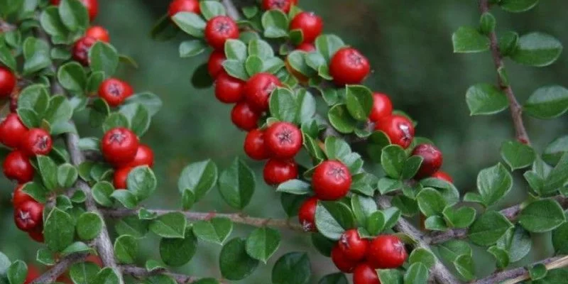 COTONEASTER procubens 'Steib's Finding' - Cotonéaster à petites feuilles 'Streib's Finding'