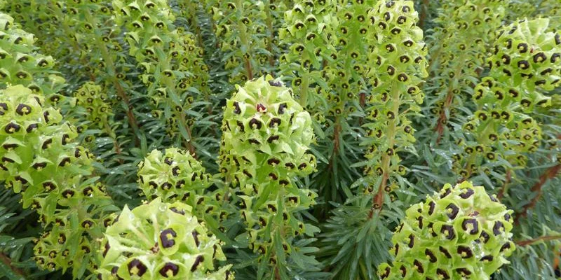 EUPHORBIA characias 'Black Pearl'