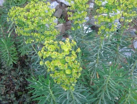 EUPHORBIA characias 'Black Pearl'