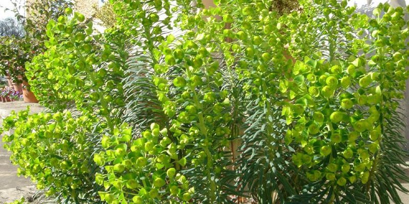 EUPHORBIA characias 'Forescate' - Euphorbe des vallons