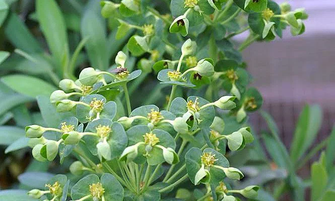 EUPHORBIA characias 'Humpty Dumpty' - Euphorbe des garrigues