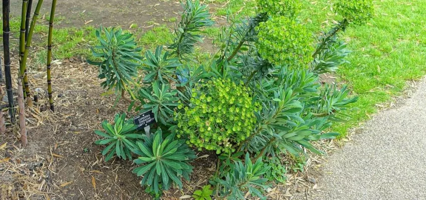 EUPHORBIA characias 'Humpty Dumpty' - Euphorbe des garrigues