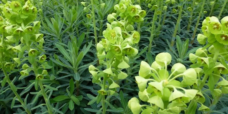 EUPHORBIA characias 'Humpty Dumpty' - Euphorbe des garrigues