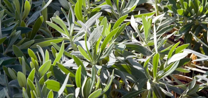 EUPHORBIA characias 'Humpty Dumpty'