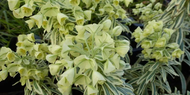 EUPHORBIA characias 'Tasmanian Tiger'