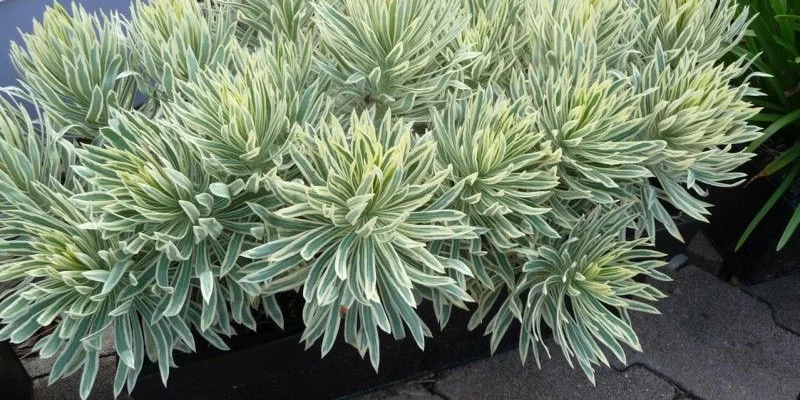 EUPHORBIA characias 'Tasmanian Tiger'