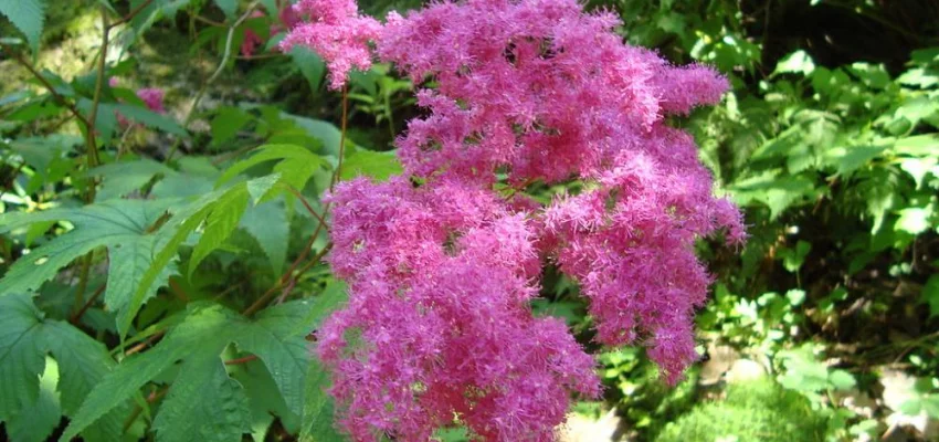 FILIPENDULA purpurea - Reine des Prés