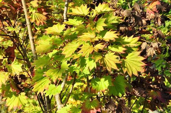 ACER shirasawanum 'Aureum' - Erable du Japon doré