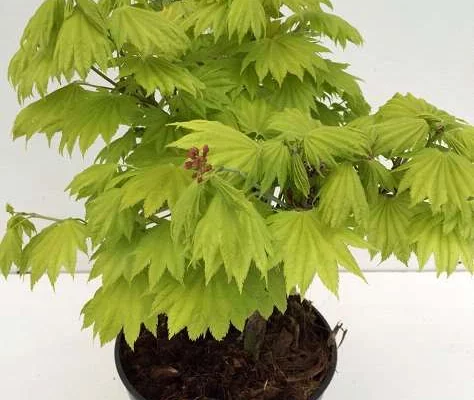 ACER shirasawanum 'Aureum' - Erable du Japon doré