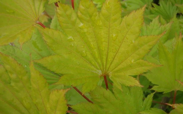 ACER shirasawanum 'Aureum' - Erable du Japon doré