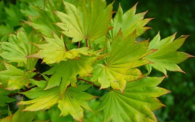 ACER shirasawanum 'Aureum' - Erable du Japon doré