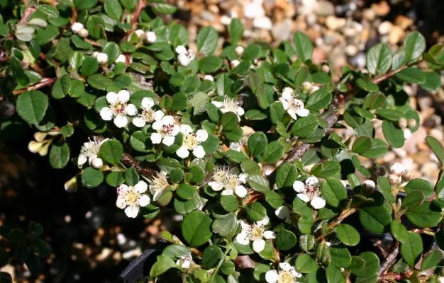 COTONEASTER microphyllus 'Queen of Carpets'