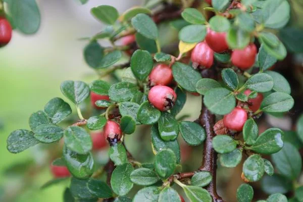 COTONEASTER microphyllus 'Queen of Carpets'