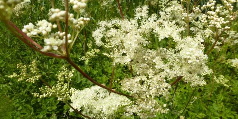 FILIPENDULA ulmaria - Reine des Prés