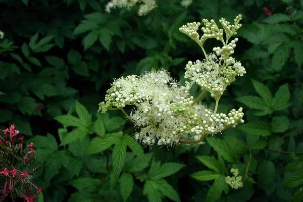 FILIPENDULA ulmaria - Reine des Prés