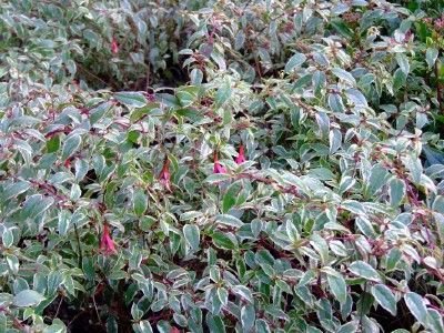 FUCHSIA magellanica 'Tricolor' - Fuchsia