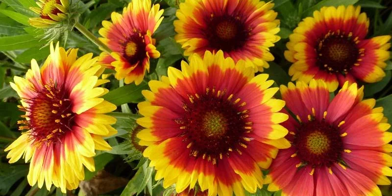 GAILLARDIA 'Arizona Sun' - Gaillarde