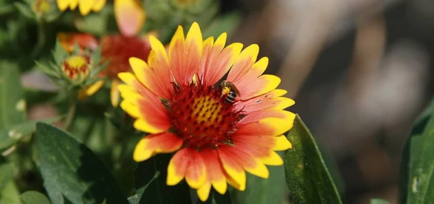 GAILLARDIA 'Arizona Sun' - Gaillarde