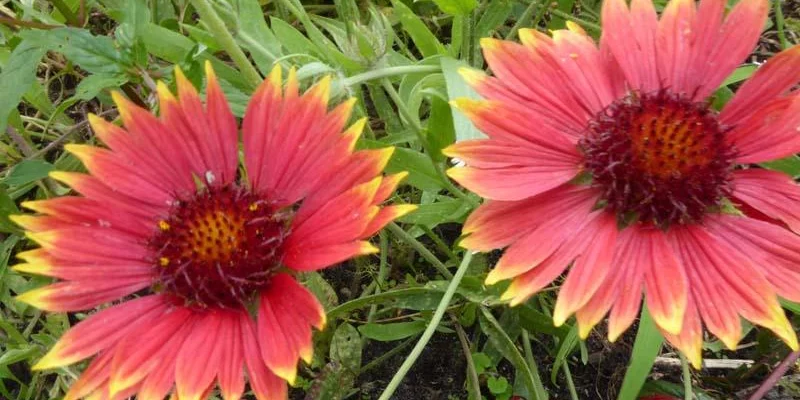 GAILLARDIA 'Tokayer' - Gaillarde