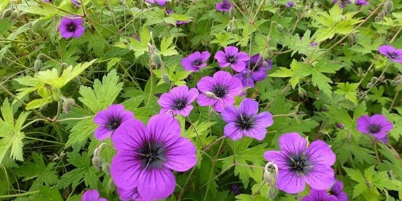 GERANIUM 'Ann Folkard'