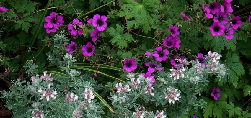 GERANIUM 'Ann Folkard'