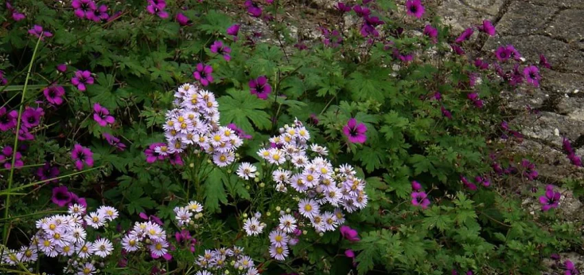 GERANIUM 'Ann Folkard'