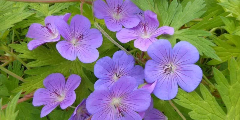 GERANIUM 'Blue Sunrise'® - Géranium vivace 'Blue Sunrise'®