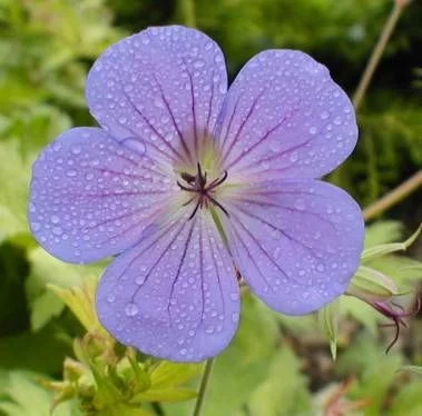 GERANIUM 'Blue Sunrise'® - Géranium vivace 'Blue Sunrise'®