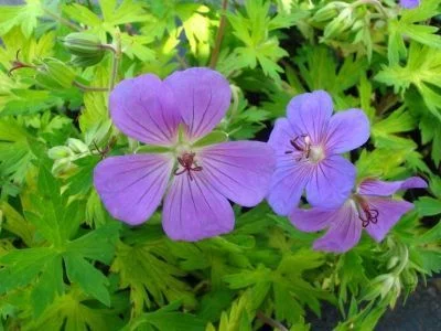 GERANIUM 'Blue Sunrise'® - Géranium vivace 'Blue Sunrise'®