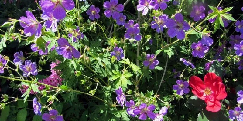 GERANIUM 'Blue Sunrise'® - Géranium vivace 'Blue Sunrise'®