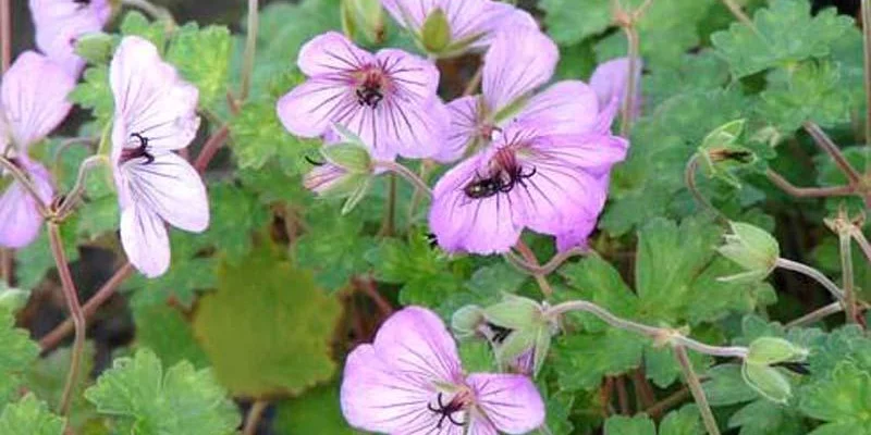 GERANIUM 'Joy'