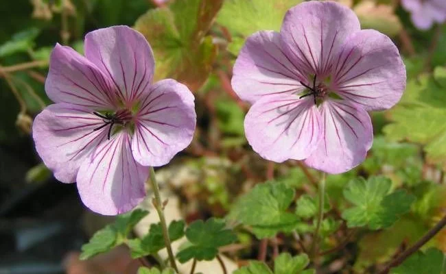 GERANIUM 'Joy'