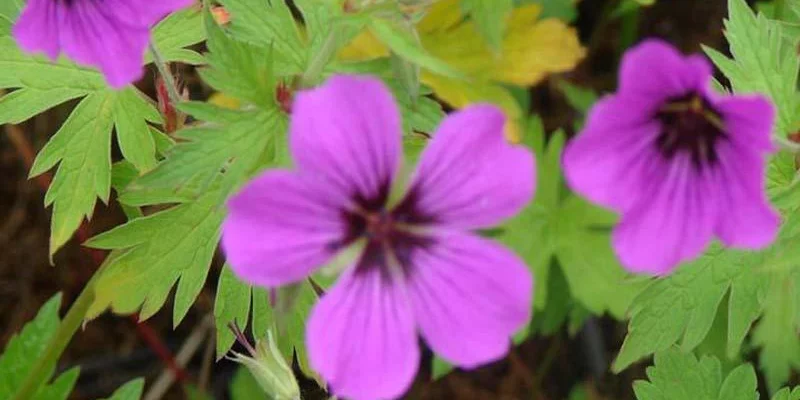 GERANIUM 'Patricia' - Géranium vivace 'Patricia'