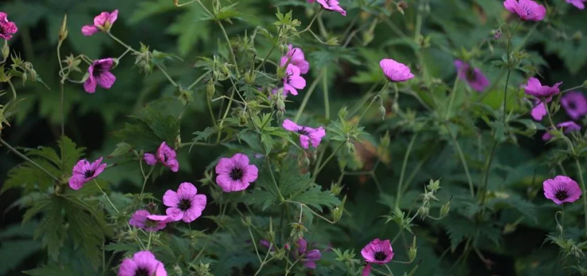 GERANIUM 'Patricia' - Géranium vivace 'Patricia'