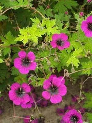 GERANIUM 'Sandrine' - Géranium vivace 'Sandrine'