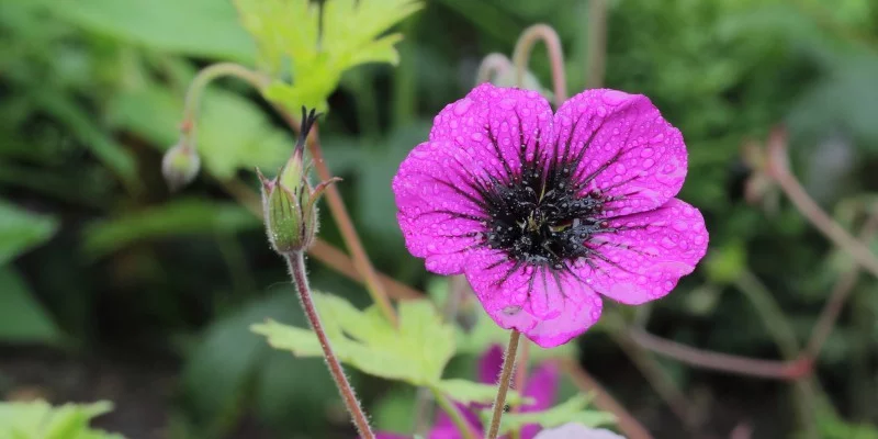 GERANIUM 'Sandrine' - Géranium vivace 'Sandrine'