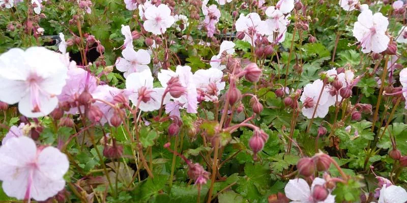 GERANIUM cantabrigiense 'Biokovo' - Géranium vivace cantabrigiense 'Biokovo'