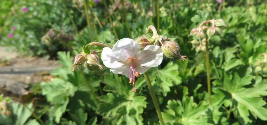 GERANIUM cantabrigiense 'Biokovo' - Géranium vivace cantabrigiense 'Biokovo'