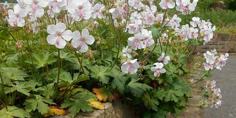 GERANIUM cantabrigiense 'Biokovo' - Géranium vivace cantabrigiense 'Biokovo'