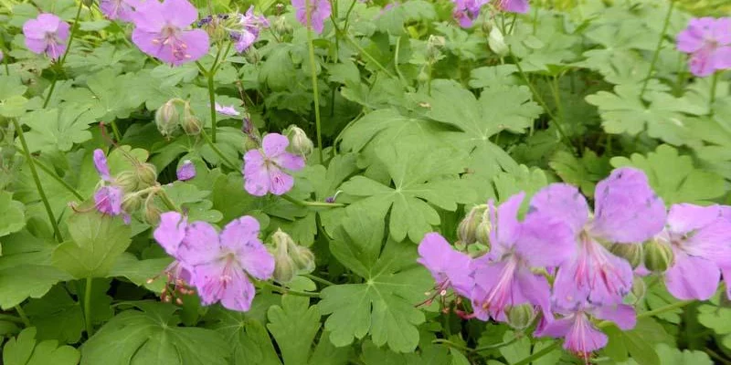 GERANIUM cantabrigiense 'Karmina' - Géranium vivace