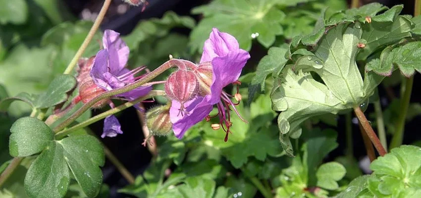 GERANIUM cantabrigiense 'Karmina' - Géranium vivace