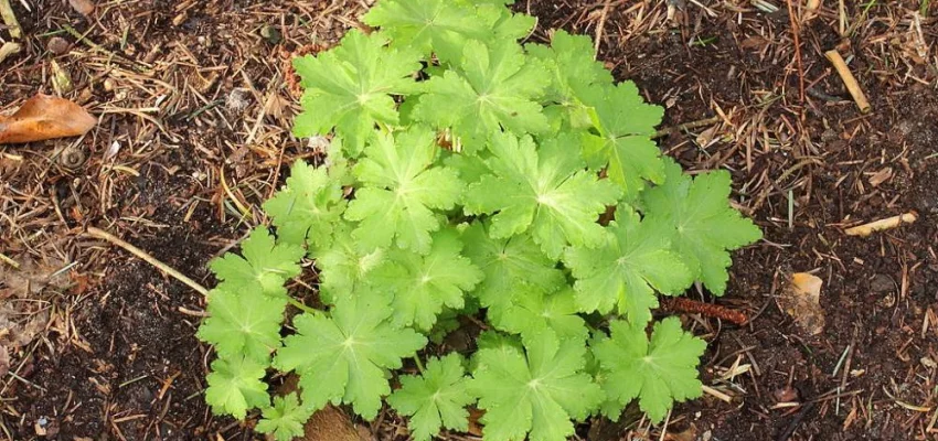 GERANIUM cantabrigiense 'Karmina' - Géranium vivace