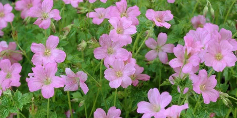 GERANIUM endressii 'Wargrave Pink' - Géranium vivace endressii 'Wargrave Pink'