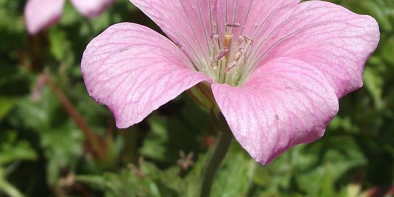 GERANIUM endressii 'Wargrave Pink' - Géranium vivace endressii 'Wargrave Pink'