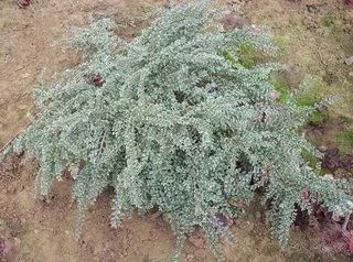 COTONEASTER horizontalis 'Variegatus' - Cotonéaster rampant panaché